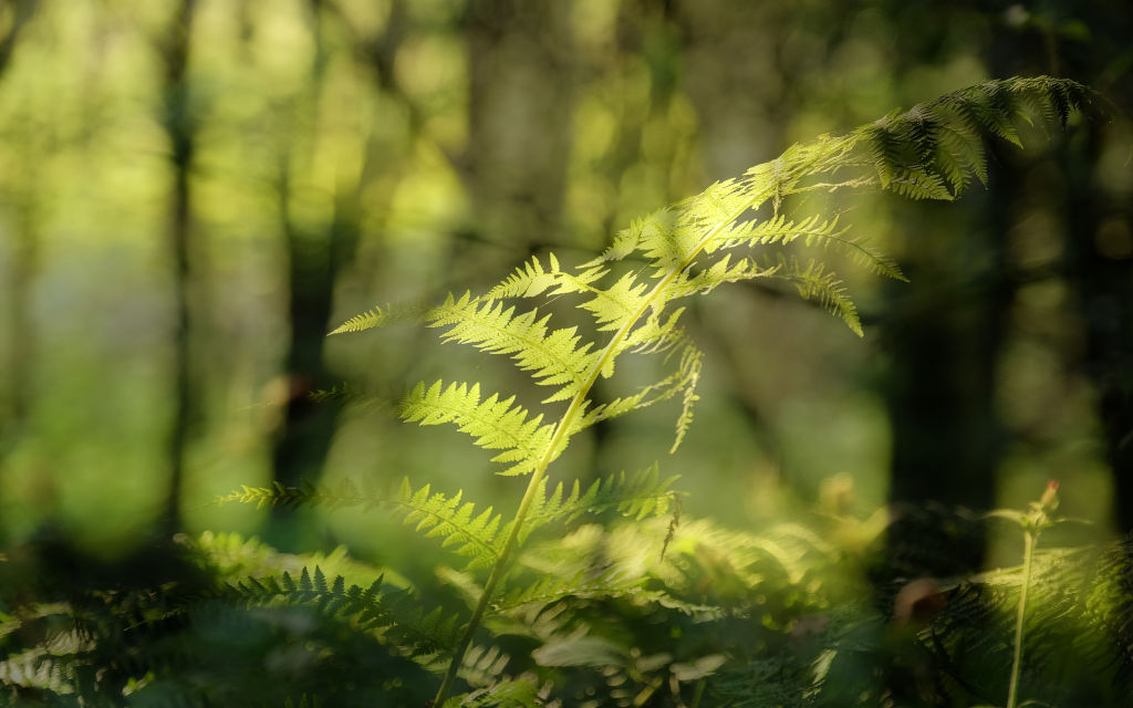 New Zealand fern in bush